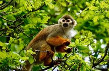 Amazon Jungle Tour From Iquitos (4 Days)