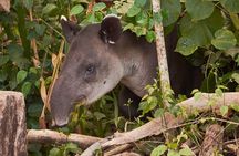 Dreams Corcovado - Corcovado Sirena Day Tour From Drake