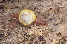 Tryon Creek Eco-tour With a Master Naturalist 