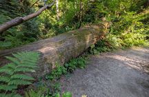 Tryon Creek Eco-tour With a Master Naturalist 