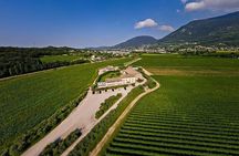 Vineyard tour with tasting of 4 wines on Garda Hills