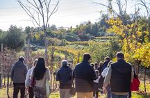 Lake Garda Olive Oil Tour & Tasting with Panoramic Views