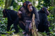 2-Day Chimpanzee Trekking at Gombe National Park