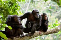 2-Day Chimpanzee Trekking at Gombe National Park