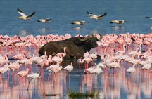 4 Day Maasai Mara and Lake Nakuru Adventure Safari from Nairobi