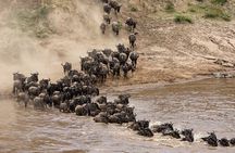 4 Day Maasai Mara and Lake Nakuru Adventure Safari from Nairobi