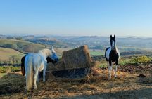 Tuscany Horseback Riding Experience in Buonconvento