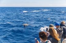 Dolphin Adventure: Fast Boat Dolphin Watching in Mallorca