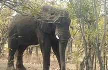 Chobe National Park Day Trip: Game Drives and River Cruise