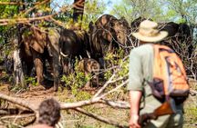 Rhino Game Drive in Mosi-oa-Tunya National Park