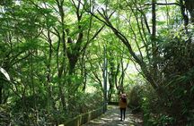 Hakone Valley Hike, Forest Bathing and Wagashi shop (Half-day)