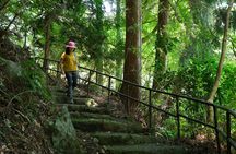 Hakone Valley Hike, Forest Bathing and Wagashi shop (Half-day)