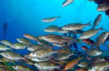 Diving Exploration around the Pass of Belle Mare Mauritius
