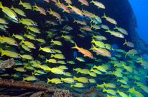Diving Exploration around the Pass of Belle Mare Mauritius
