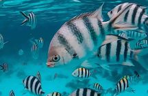 Snorkel in the Crystal Waters of Zanzibar 