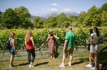 Visit of the vineyard on Mount Mezzocorona and tasting of 3 wines