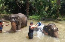 Experience Krabi Elephant care and bath in Ao Nang
