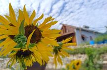 Infused Gin and Chocolate Tasting