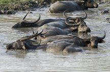3 Days Kaziranga National Park Wildlife Adventure with Safaris
