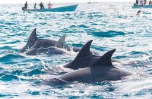 Mnemba Island Snorkeling and Swim with Dolphin