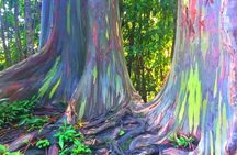 Kona Cloud Forest and Coffee Tour with Sea Turtle Beach Visit