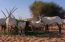 57 Night Heritage Desert Experience