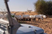 57 Bedouin Culture Safari With Breakfast