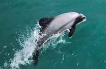 Akaroa Harbour Nature Cruise