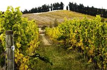 Waipara Valley Winery Tour Wine Tastings and Scenic Views