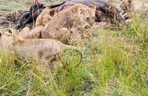 Full-Day Guided Safari in Masai Mara with Hotel Pickup