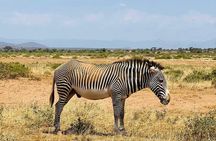 Full-Day Guided Safari in Masai Mara with Hotel Pickup