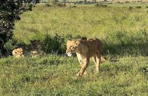 Full-Day Guided Safari in Masai Mara with Hotel Pickup