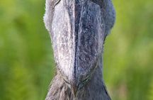 Shoebill Stork and Birdwatching Tour at Mabamba swamp 