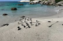 Penguins and Cape of Good Hope Private Tour Entrance fee Included
