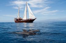 Respectful Whale Watching on a Wooden Boat and Swim