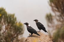 Kilimanjaro climb, Rongai Route (6-day)