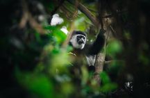 Kilimanjaro climb, Rongai Route (6-day)