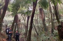 Jurassic Jungle Hike: Discover the Giant Ferns of Amboró