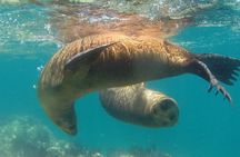 Holy Spirit Island Tour Sea Lions Snorkeling and Beach