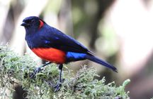 Birdwatching Yanacocha from Quito