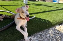 Coffee Cake and Cuddles with Rescue Puppies in a Sea View Villa