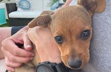 Coffee Cake and Cuddles with Rescue Puppies in a Sea View Villa