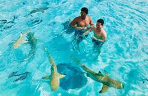 Snorkeling Lagoon Cruise and Whale Watching in Moorea