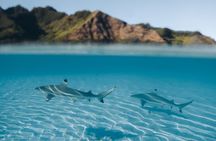 Snorkeling Lagoon Cruise and Whale Watching in Moorea