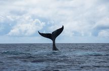 Snorkeling Lagoon Cruise and Whale Watching in Moorea