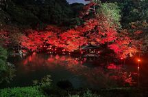 Private Tokyo Night Tour