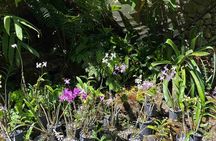 Half Day Tour in Nadi 