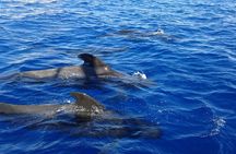 Discover whales in Tenerife: yacht tour with bath and lunch