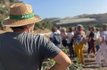 Tropical Tour: Avocado & Mango Farm - Small group and tasting