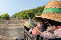 Tropical Tour: Avocado & Mango Farm - Small group and tasting